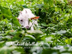 Jungle-Goat_weblo